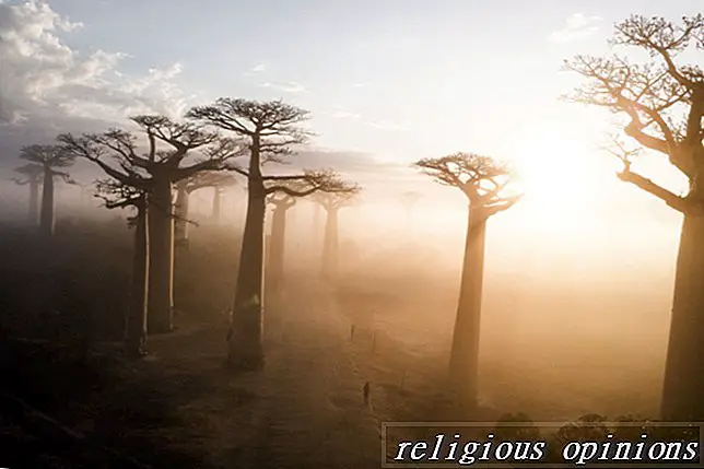 Baobab: The Miraculous Tree of Life-Engele en wonderwerke
