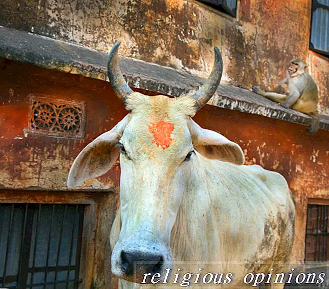 Les vaches sacrées: les bovins bénis de l'hindouisme-hindouisme