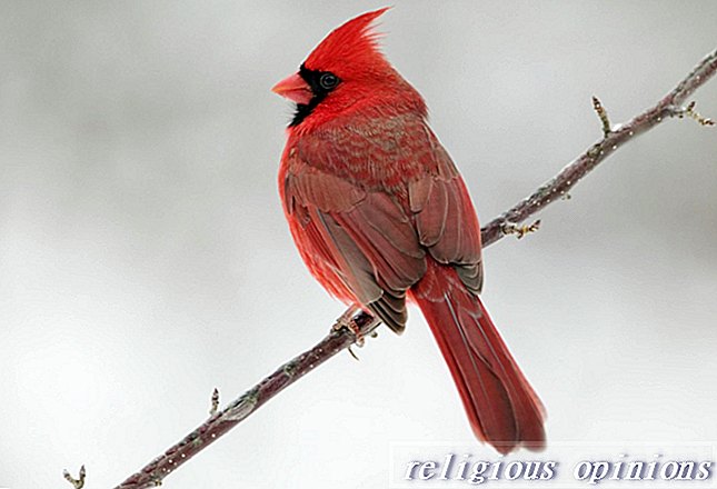 Medicina za ptice: Totemska sporočila in pomeni-New Age / Metafizično