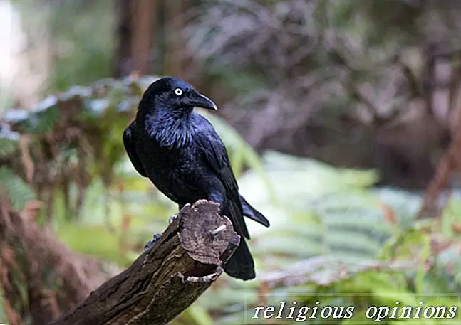 La magia di corvi e corvi-Paganesimo e Wicca